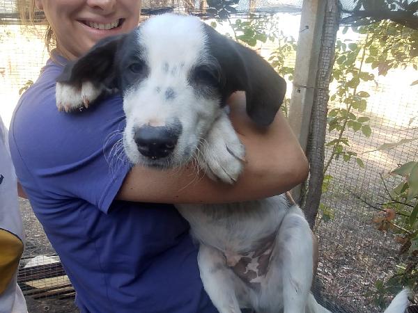 👉 “Numa, cucciolo bianco e nero: il sogno di una casa dopo la perdita del suo angelo Biagio” Foto 10
